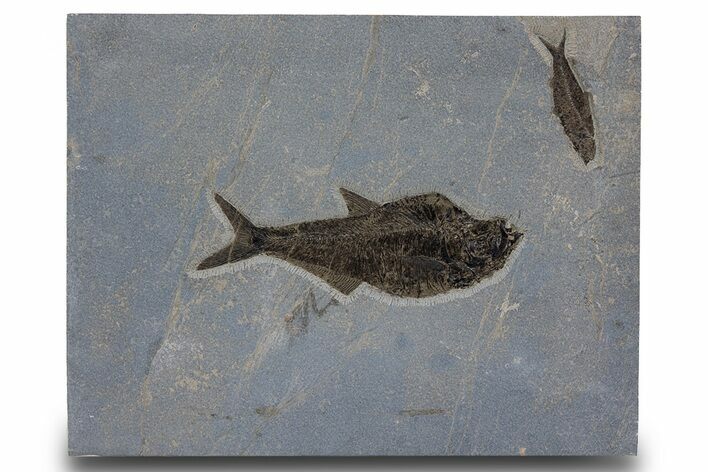 Multiple Fossil Fish (Diplomystus & Knightia) - Wall Mount #299812